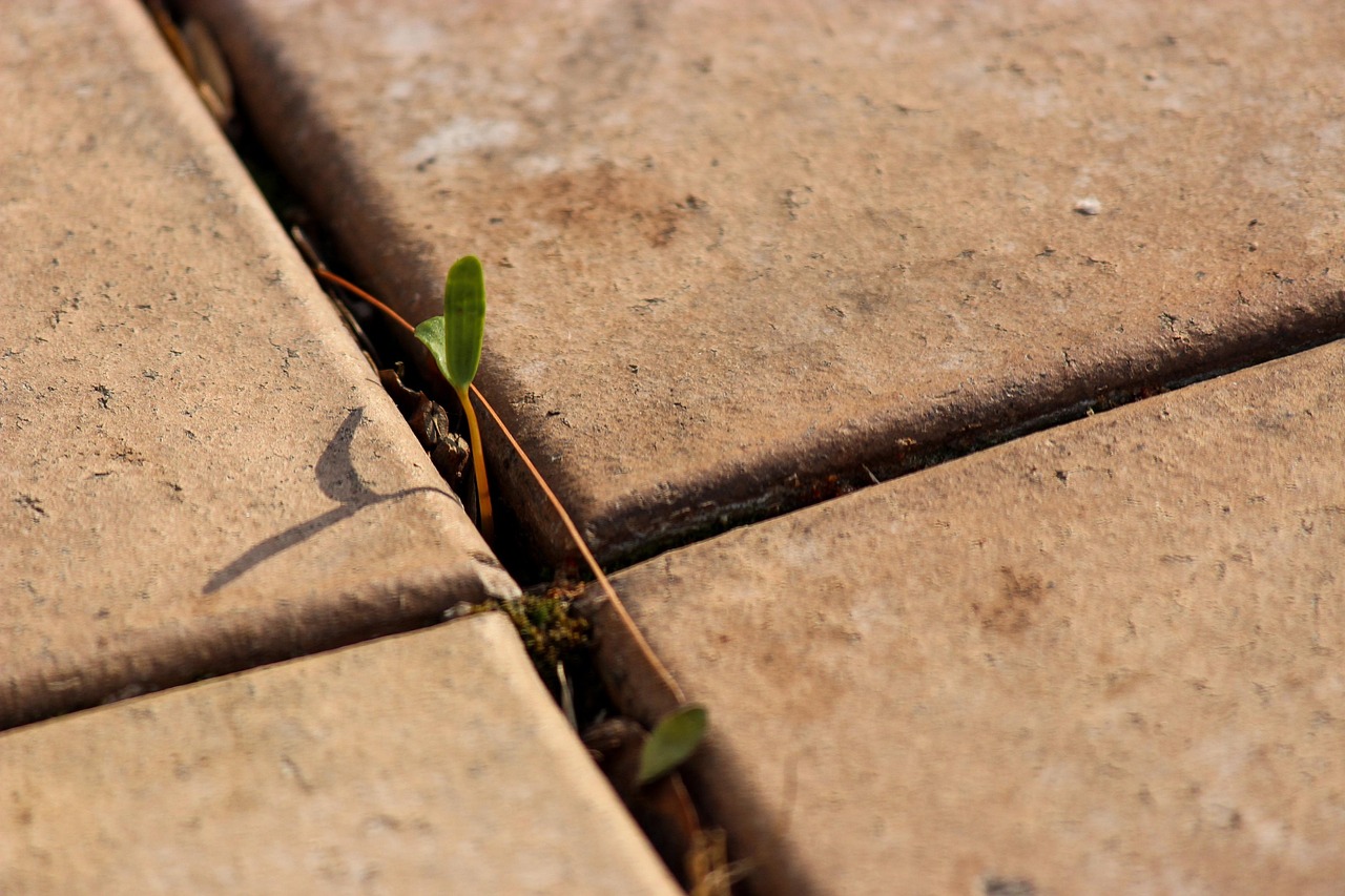 paving, bud, cross, pattern, paved, nature, green, plant, crack, brown cross